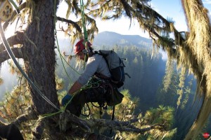 Tallest pine tree in the world.