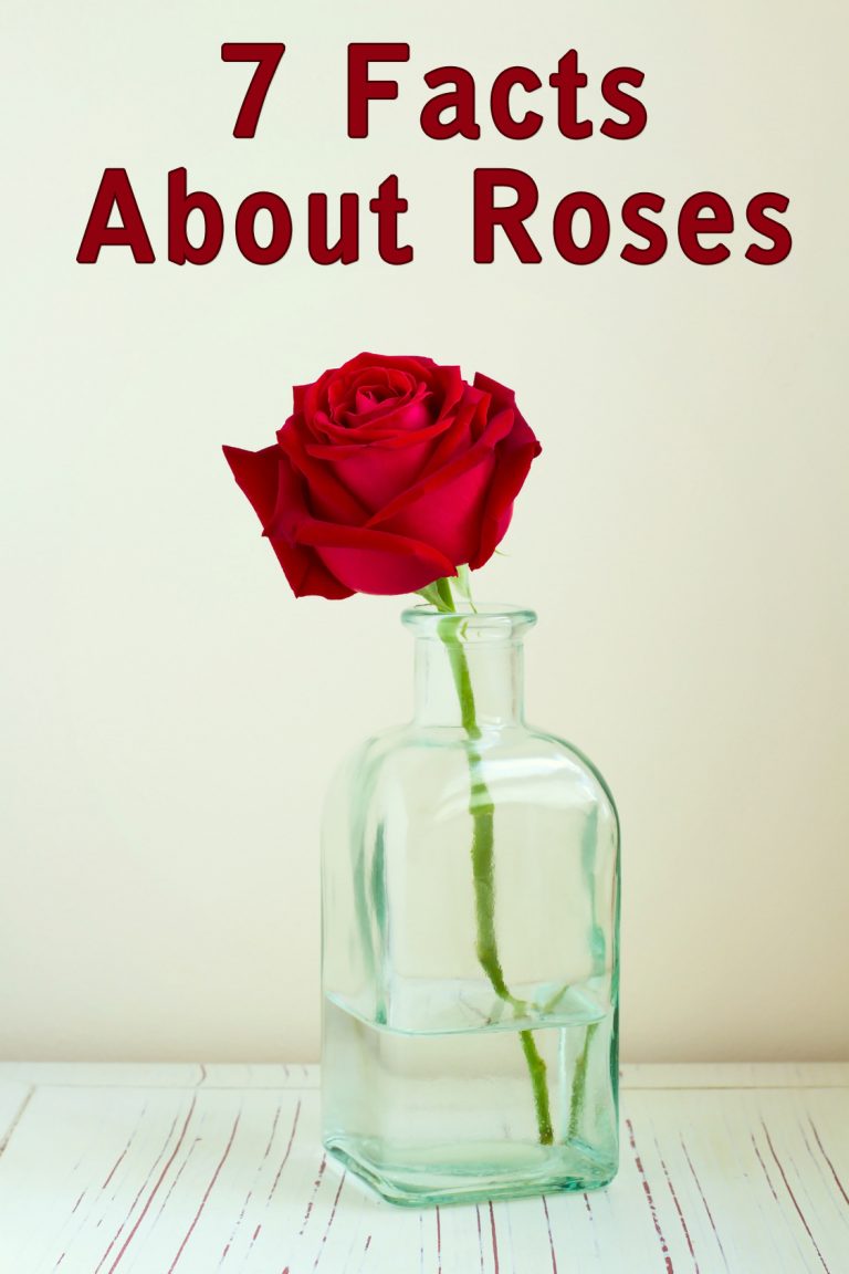 7 Quick Facts About Roses