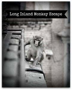 Long Island Moneky Escape