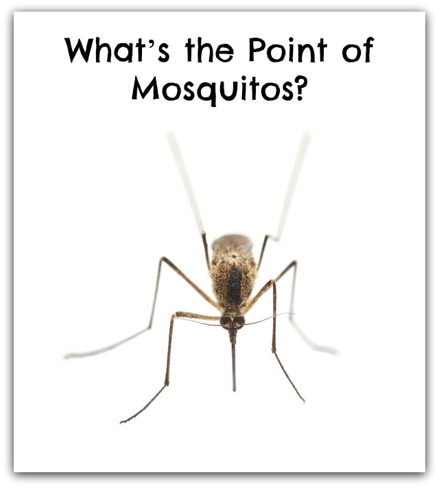 What’s the point of mosquitos?