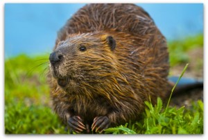 Beaver Tail