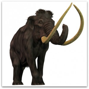 woolly mammoth