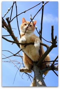 Cat Stuck in a Tree