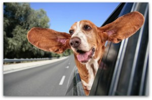 Why will a dog stick its head out of a moving car, but hates it when you blow in its face?