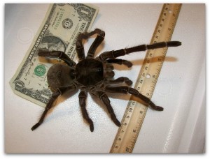 Biggest Spider