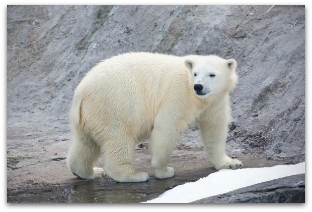 Polar Bears in Kaktovik