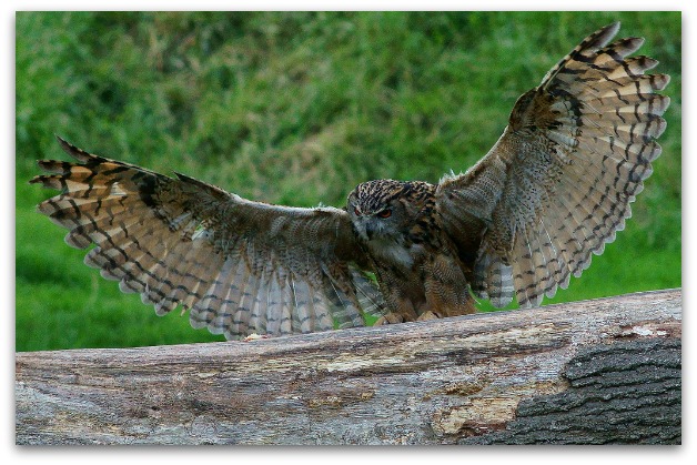 Eagle Owl