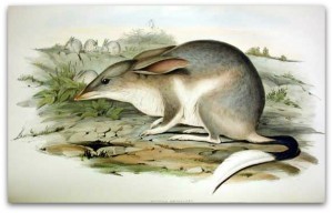 Australian Easter Bilby