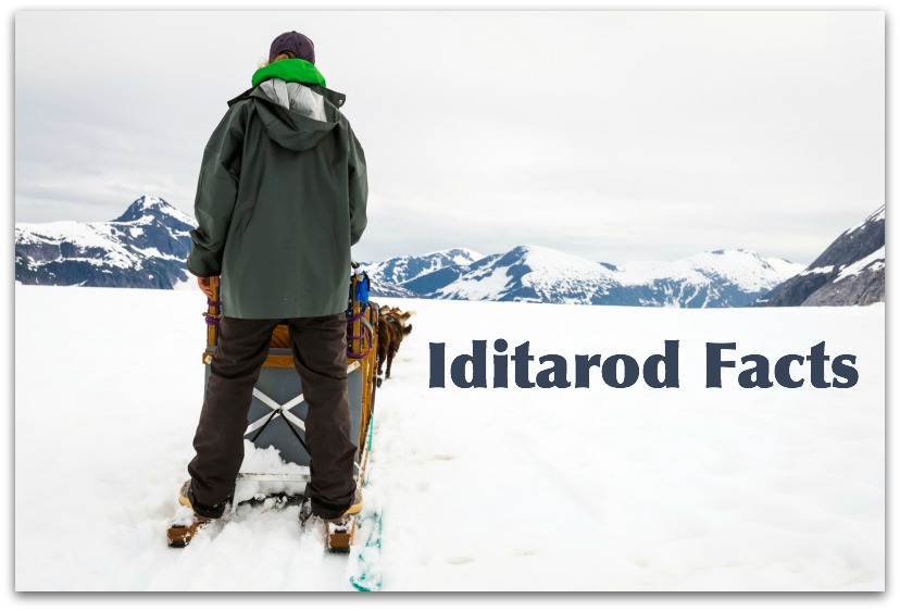 Daily Fun Facts about Iditarod
