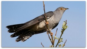 Switzerland Easter Cuckoo Bird