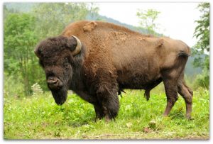 How to Save the Bison By Eating Them