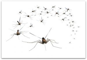 3 Places With Bad Insect Problems