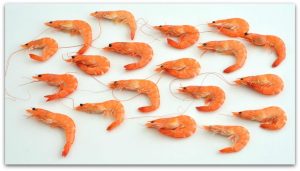 Daily Fun Facts about Shrimps