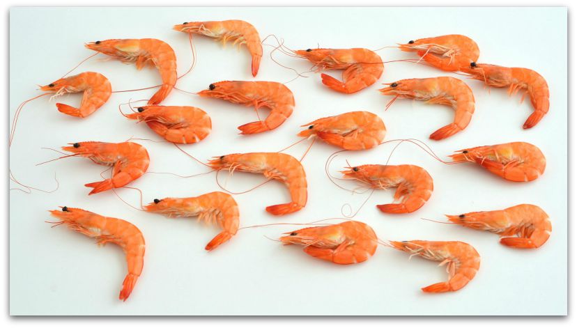 Daily Fun Facts about Shrimps