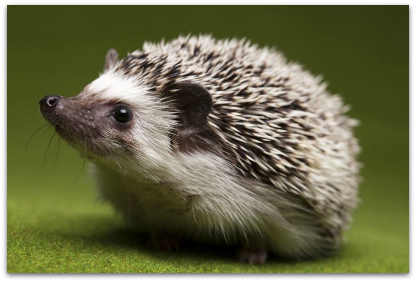 Drunk Hedgehog