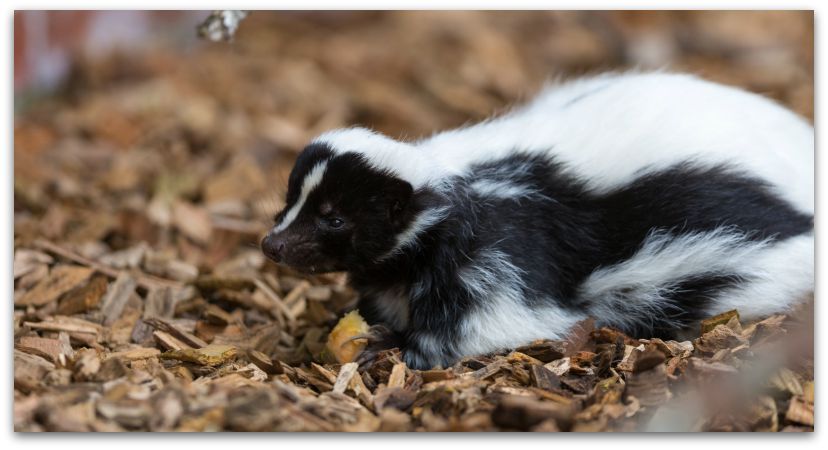 How to Get Rid of Skunk Smell