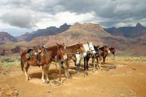8 Facts About the Grand Canyon Mules