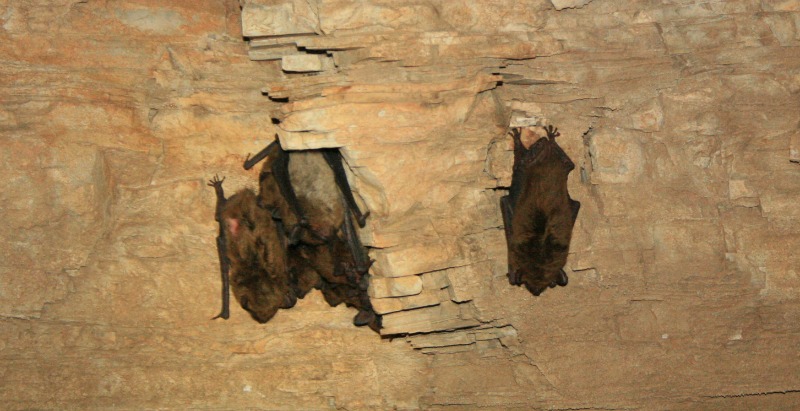 Big Brown Bats Hibernation Facts