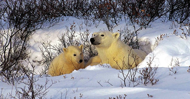 Polar Bear Hibernation Facts
