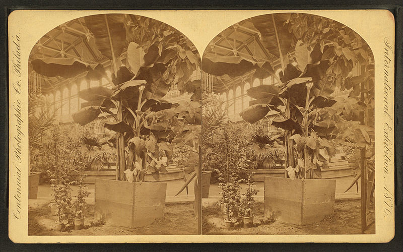 Banana plants at 1876 Philadelphia Centennial Exposition