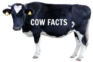 Divine Bovine: 17 Interesting Cow Facts