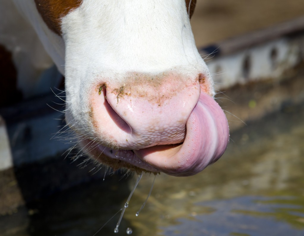 Cows can clean their noses with their tongues.