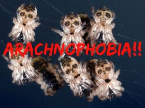Arachnophobia! Interesting Spider Facts