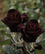 black roses