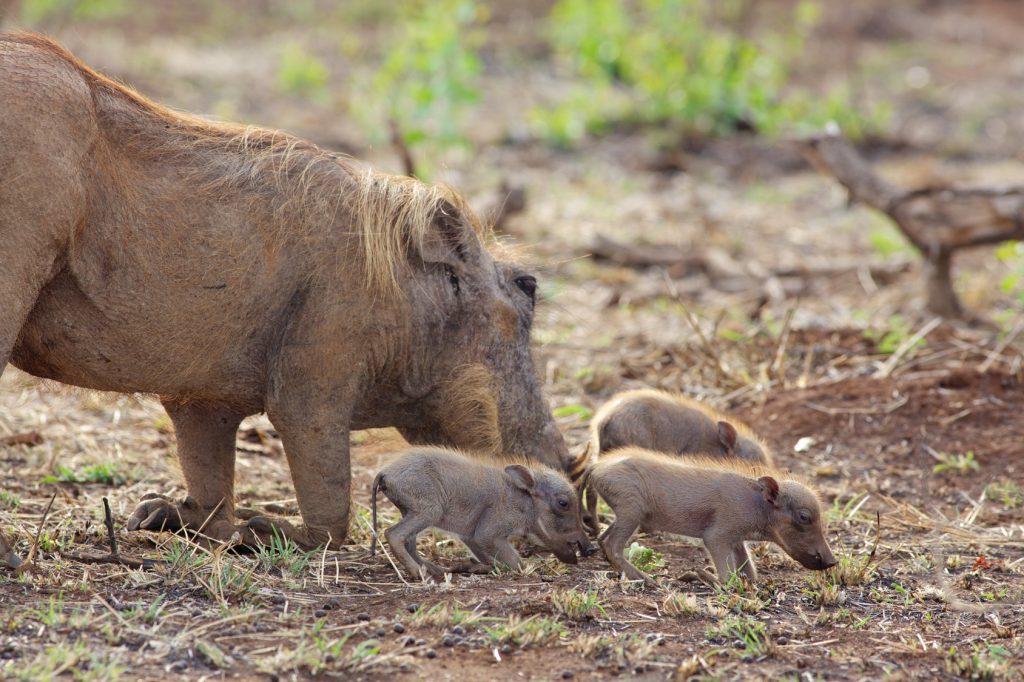 Warthog Piglets Named After Game of Throne Characters