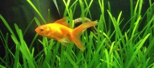 Strange Fads: Swallowing Gold Fish