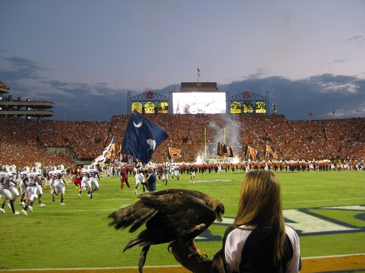 The Auburn War Eagle