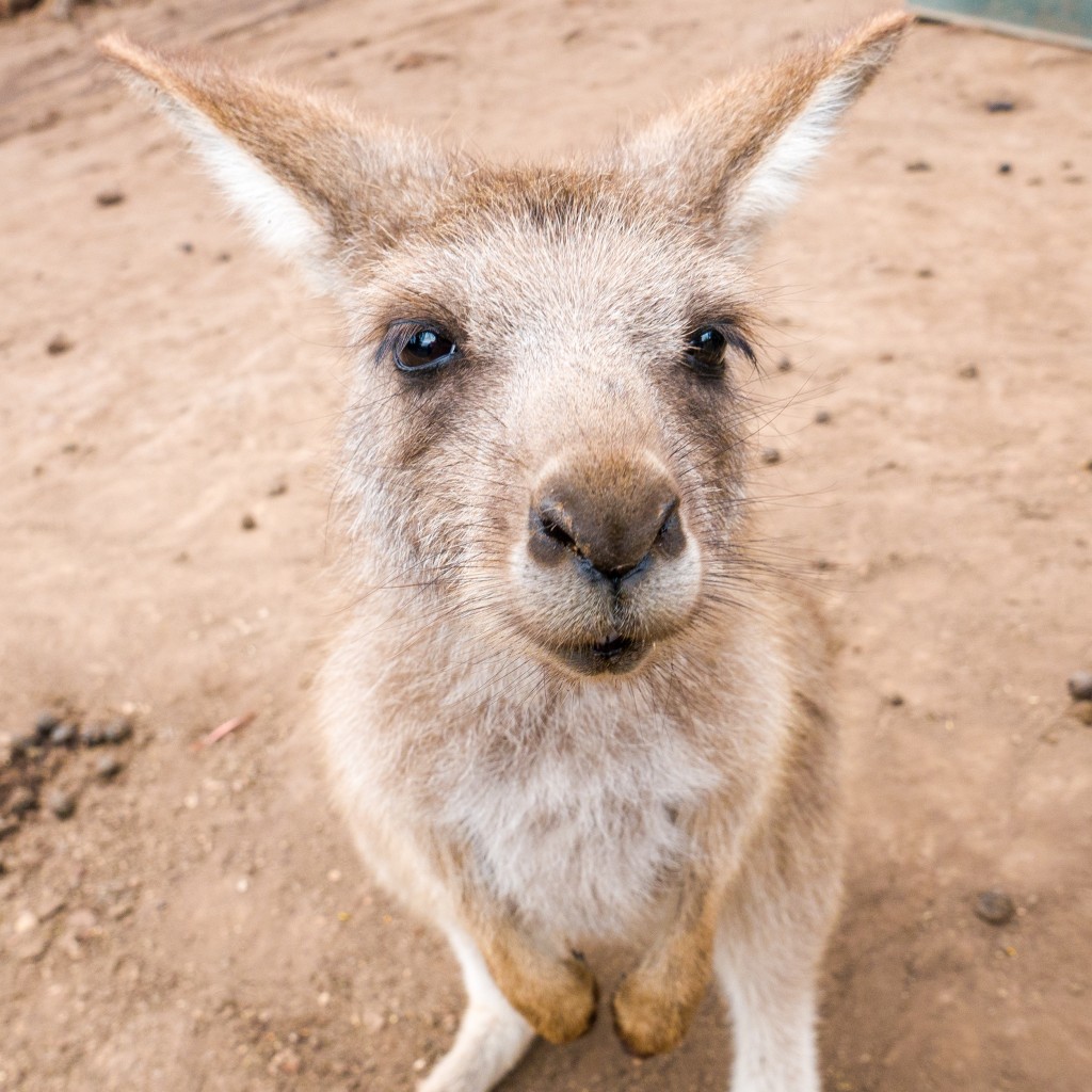 Kangaroo Joey