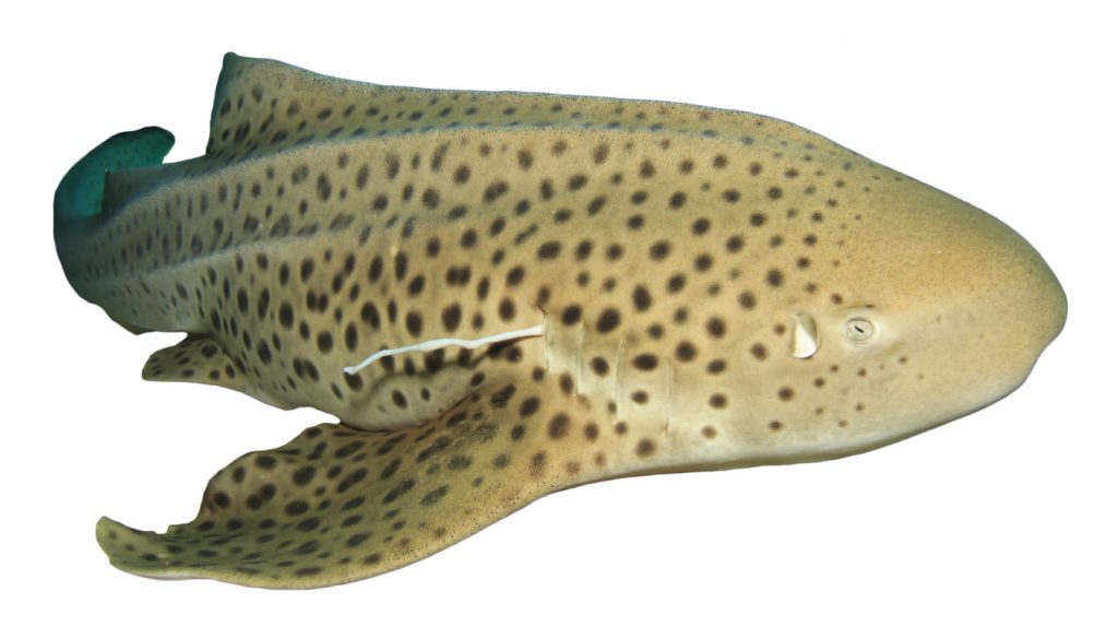 Leopard Shark