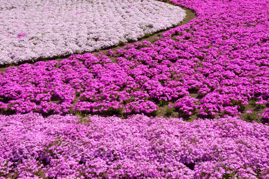 Shibazakura (Moss Pink) in Japan