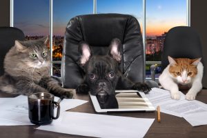 Office Personalities