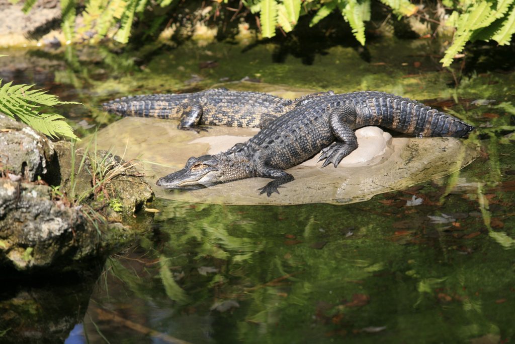Two Alligators Everglades National Park