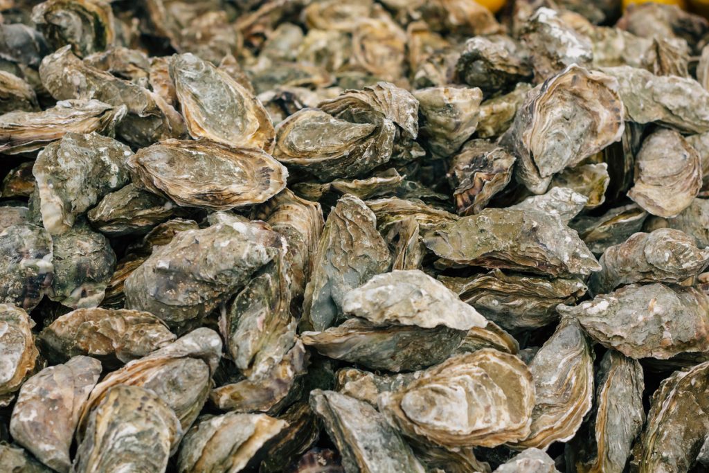 Oysters