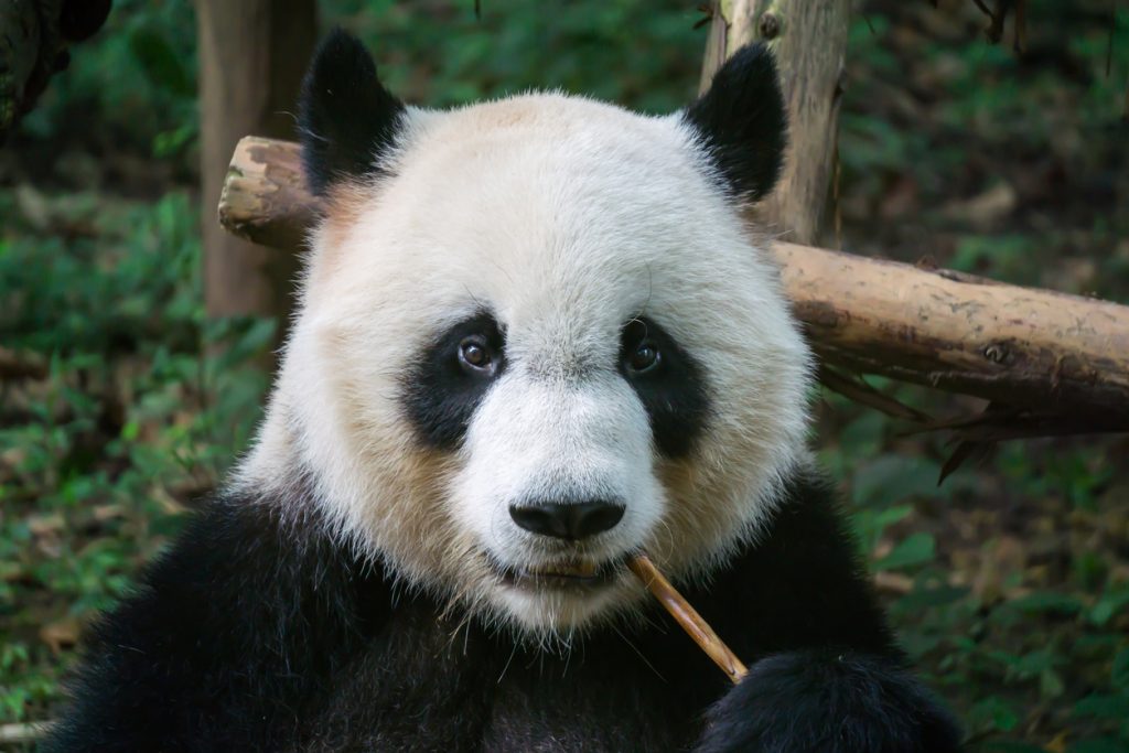 Interesting Facts about Pandas
