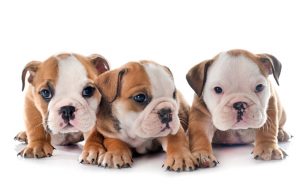 Awwww, Interesting Facts About Puppies!