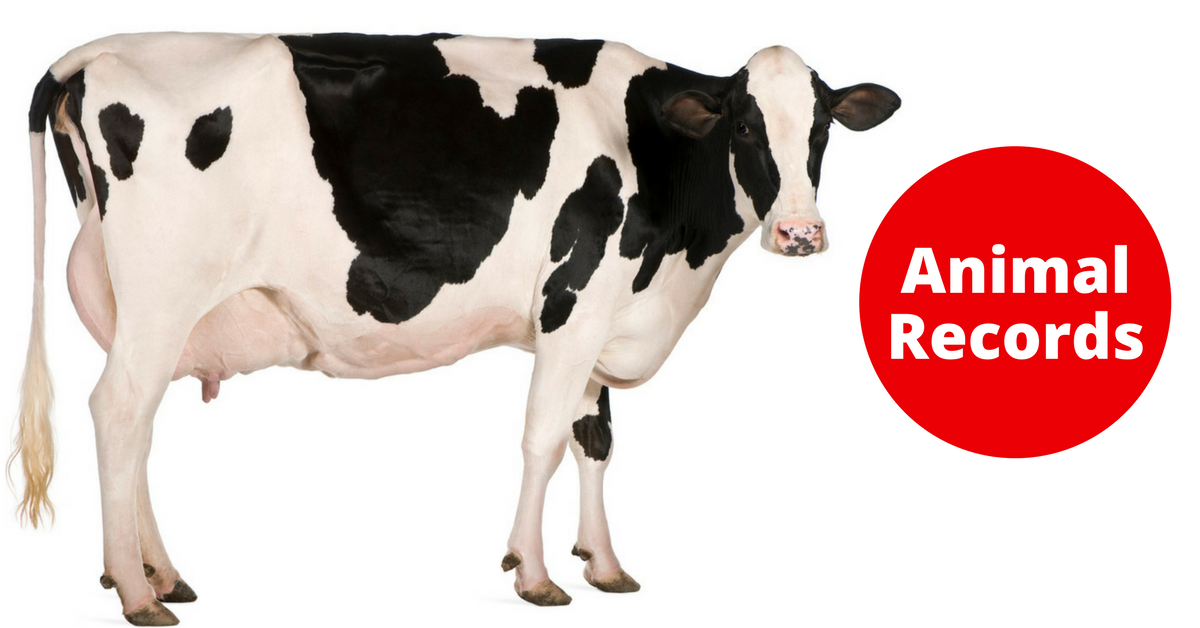 Animal records. Средний вес коровы. Домашние животные корова.