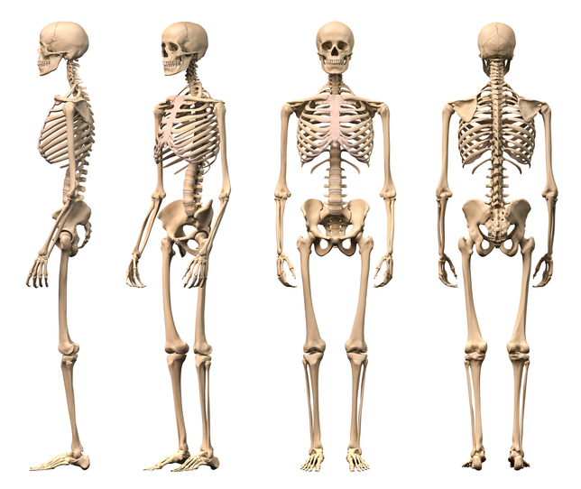 Male Human skeleton, four views, front, back, side and perspective. Scientifically correct, photorealistic 3-D rendering. Clipping path included.