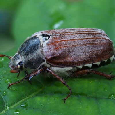 A beetle species.