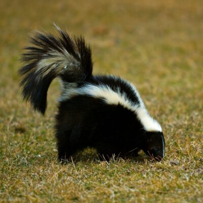 A type of skunk.