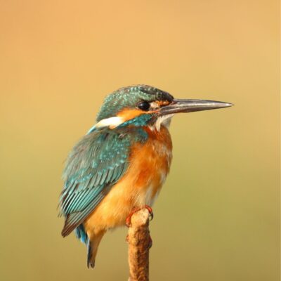 A bird found in India.