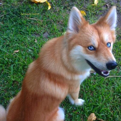A fox-dog hybrid.